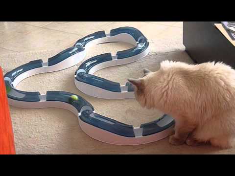 Around Catit Design Senses Super Roller Circuit Toy for Cats | frumentychasseurs