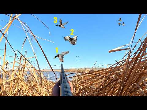 Mallard TRIPLE In Flooded Backwater (Limited Out) Solo Duck Hunting