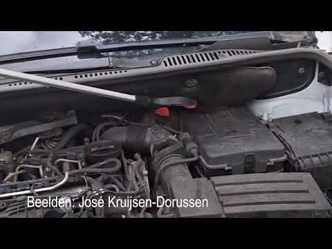 Steenmarters zorgen voor overlast in Land van Cuijk