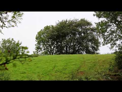 1000002793 hn18718 bm110819 irland feld baeume regen MVI 1916 huegel,baeume