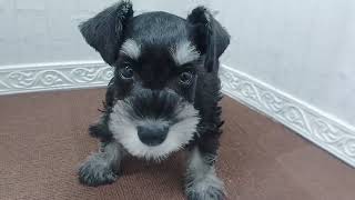 ミニチュアシュナウザーの動画01