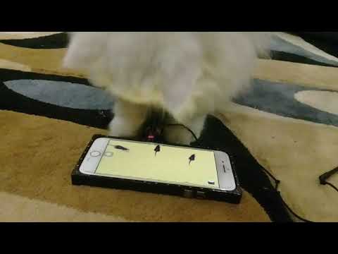 !!!!Cat finds out that life is a lie!!!(SAD)