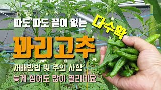 8월 정식한 꽈리고추 열매와 꽃이 많이 열렸습니다. 다수확 꽈리고추 재배방법과 수확