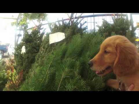 The love of a Golden Retriever