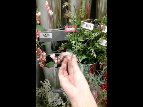 All the pretty flowers~ /o vo)/