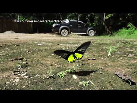 キシタアゲハの飛翔と構造色