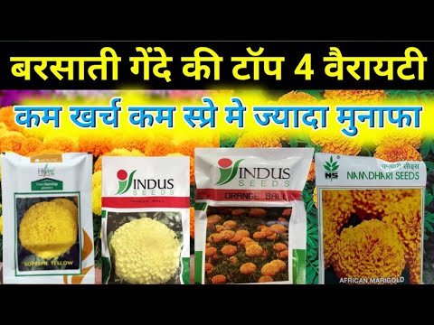 Top 4 varieties of rainy season marigold/marigold ki top variety/marigold ki top variety/marigold...