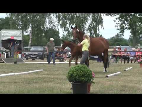 Fohlenschau 2022 - 41 Hengstfohlen v. Don Romance