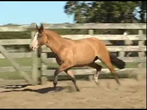 LOTE 05 DATA VENIA GAVIONA