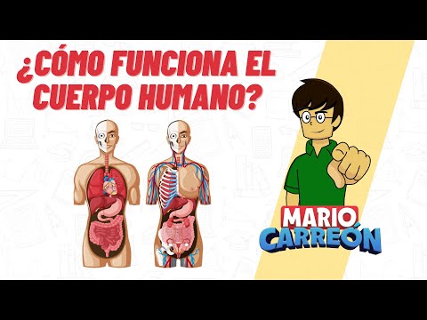 ¿Cómo funciona el cuerpo humano? 👁