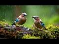 Relaxing Piano Birdsong Melt Away Stress And Create A Calm Restful Atmosphere