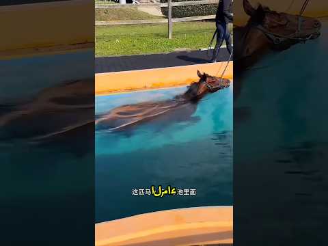 🤣🐎 هل سيستحم الحصان أم سيسبح؟ 🚿🌊💦 قصة استحمام شيتاك أضحكت الجميع! 😂❤️🐴
