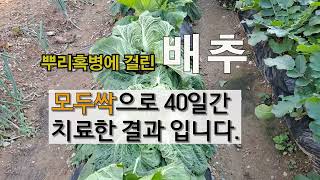 뿌리혹병에 걸린 배추 모두싹으로 40일 간치료 한 결과입니다. #주말농장, 김장배추 가꾸기,