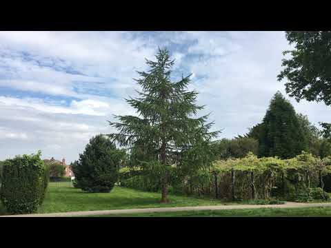 Japanese Larch - tree - May 2019