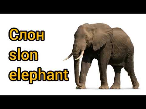 Как произносится слон по-русски