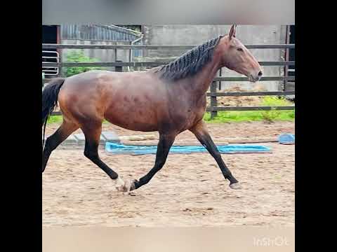 3 year old Filly for sale - Image 2