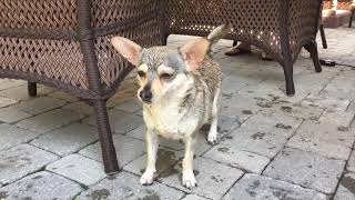 THIS DOG HAS PARKINSONS