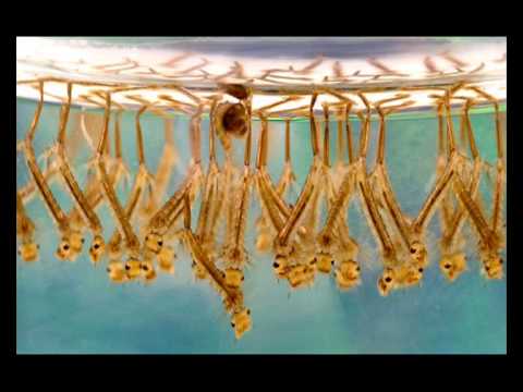 Piek & Efron - Vous Etes Fou (Culicidae Mix)