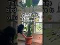 Growing a Massive White Bird Of Paradise indoor is not a joke #houseplants #birdofparadise