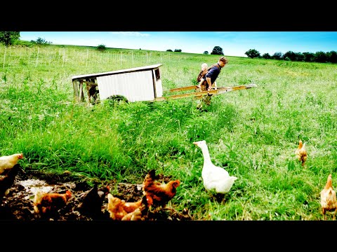 Raising Chickens (for Eggs) 4 Brilliant Ways