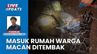 Diduga Macan Dahan Muncul ke Permukiman Luwuk Durian Kotim Kalteng, Warga Tembak Mati Hewan Buas
