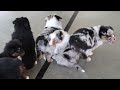 Australian Shepherd dogs for sale: Jerry - Video 1