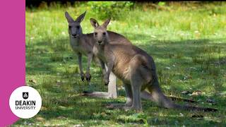 Study Abroad and Exchange at Deakin University, Australia