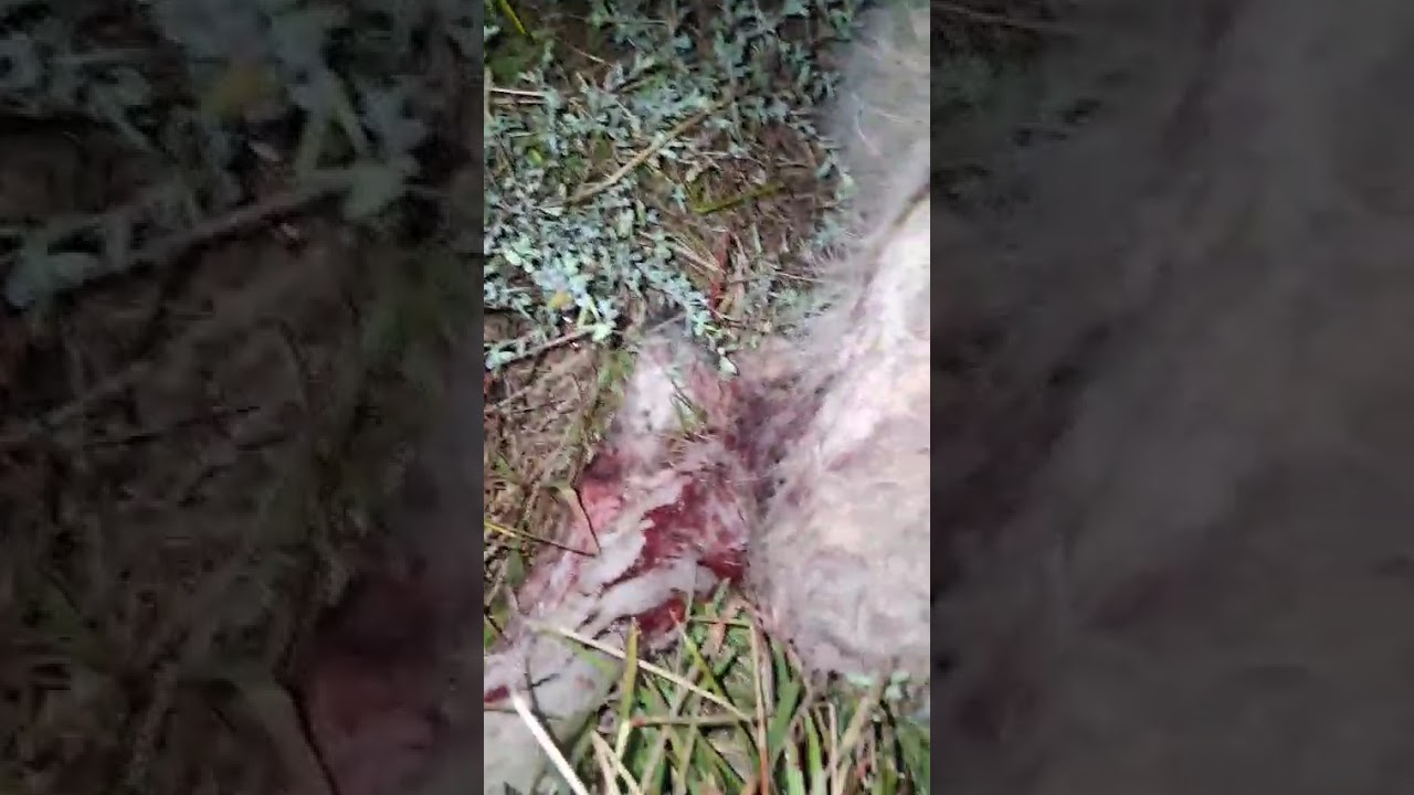 Mama Aurora & Baby Pippa video