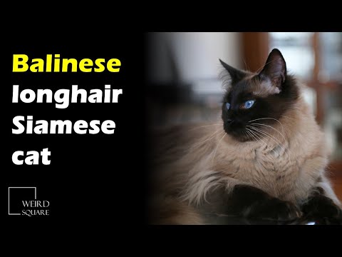 The Balinese cat was first registered in the USA in the 1920s as a longhair Siamese cat