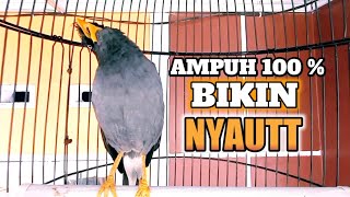 Download lagu jalak kebo mata putih gacor full isian ngoceh sekali putar semua jalak langsung respon nyaut !! mp3