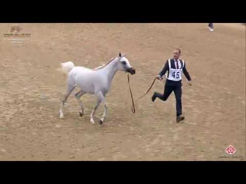 N 45 REEMA AL NASSER   10th Qatar International Arabian Peninsula Horse Show 2020   2 Years Old Fill