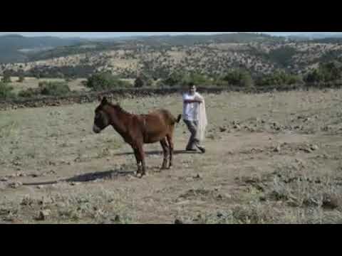 Komik şakalar Eşek, eşek şakaları