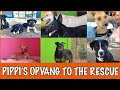 Waar zijn alle honden gevonden? | DierenpraatTV