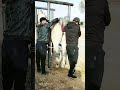 Taking Something Bad From This Horse To Help Him Ep16