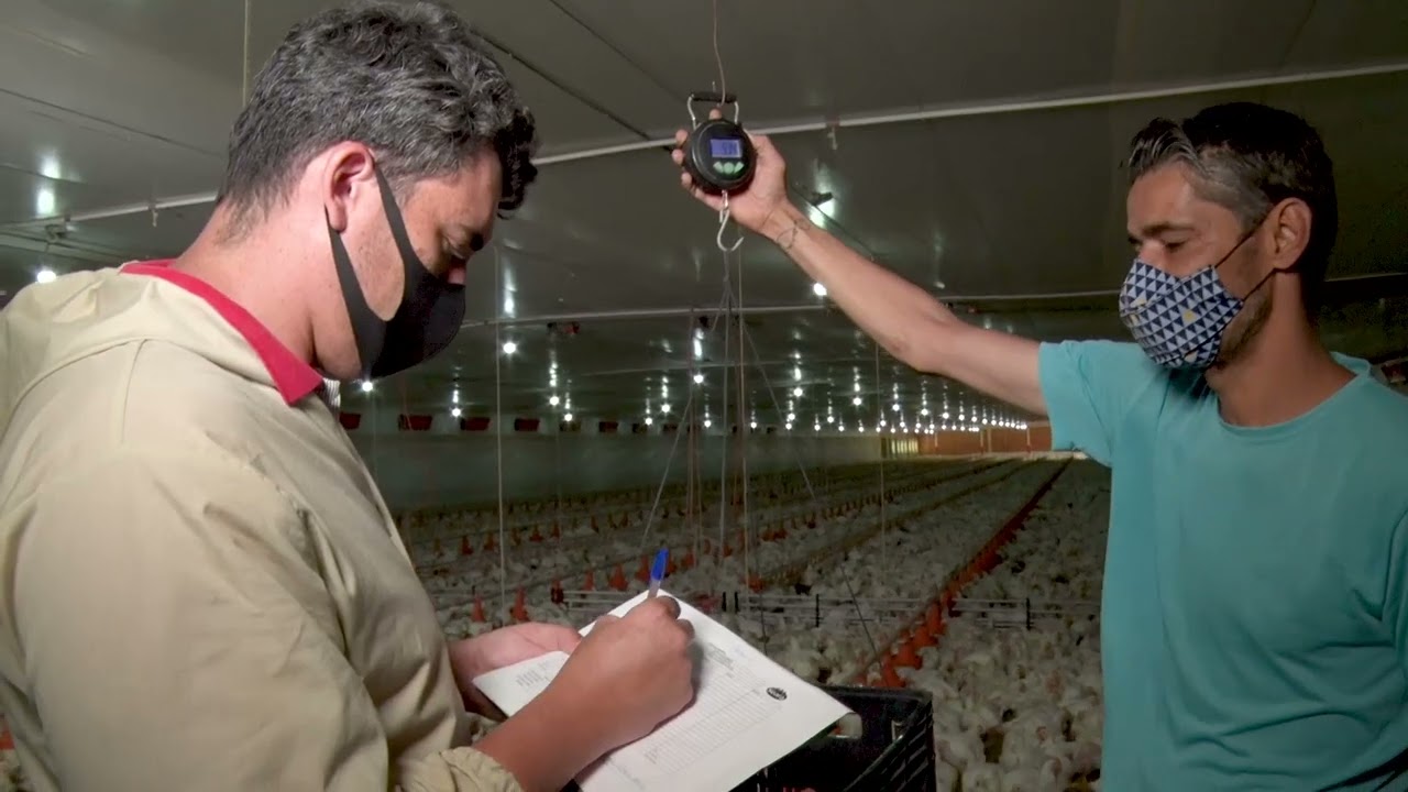 Pesagem das aves: como obter a uniformidade do lote?