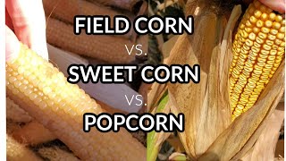 Field Corn vs Sweet Corn vs Popcorn