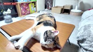 三毛猫フミちゃん  LIVE配信 #2 2026年9月4日　calico cat　(LIVE stream)