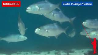 Gli abitanti del nostro meraviglioso mar Mediterraneo: il Pesce Serra. FISHING AL SERRA, BLUEFISH.