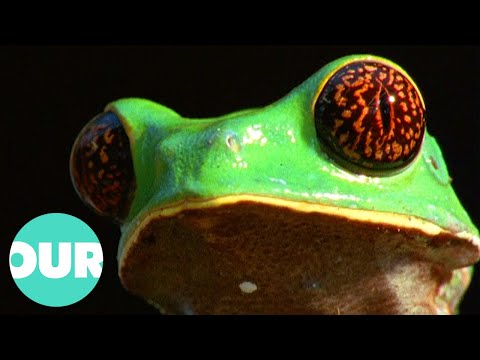 The Secrets Of The Frog | Our World