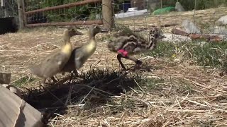'I've never seen anything like it': Four-legged emu chick thrives on Nanaimo farm