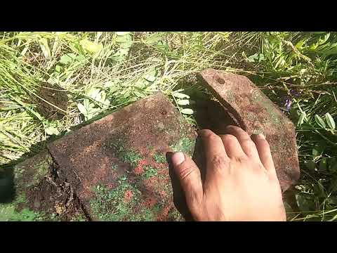 Металлокоп/Дикая и прекрасная природа/День покатушек