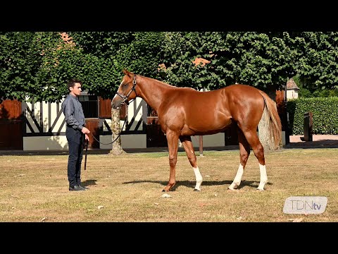 Full Brother to Sottsass on Sale at Arqana