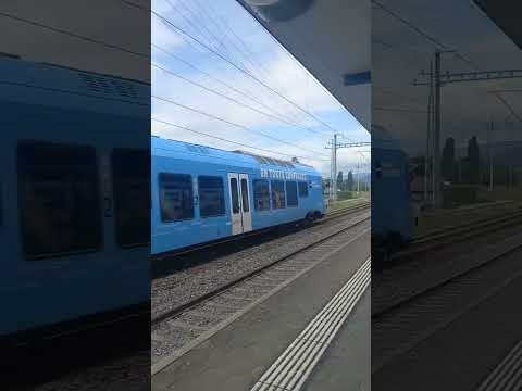 Passage d'une FLIRT TPF à Gampelen #train #trainspotting #TPF #FLIRT