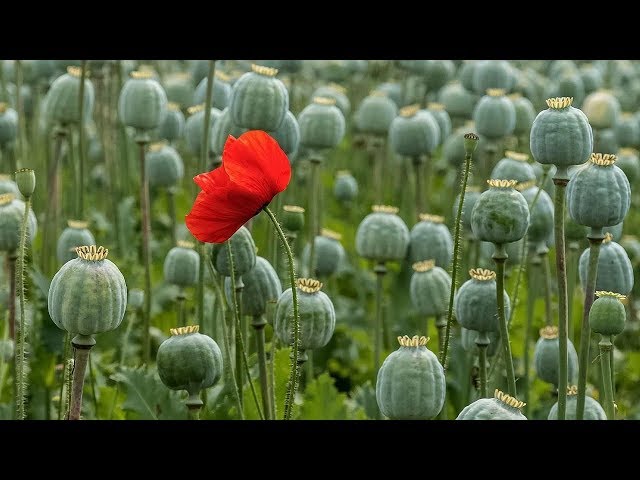 Конопля на грядке с укропом и петрушкой