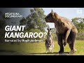Megafauna Did Giant Extinct Kangaroos Hop Or Walk DOCUMENTARY
