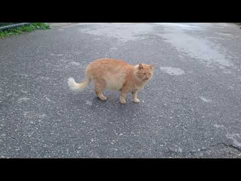 Cat Village in Malta Part 1