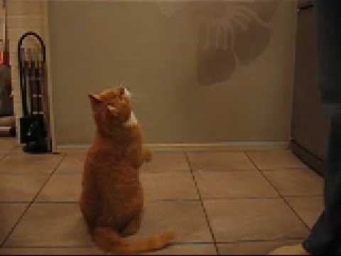 Vladimir Punikki wants shrimp