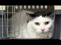 Dear Cats Be Like Henry Sincerely Every Cat Groomer Ever