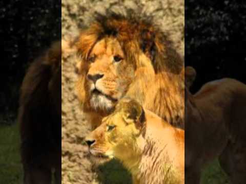 CarlotaVerissimo2’s Video 104859349734 gVS7bkxAnUM