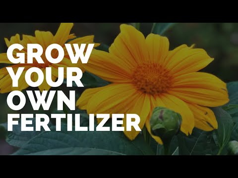 Grow Your Own Fertilizer? Grow Tithonia diversifolia!